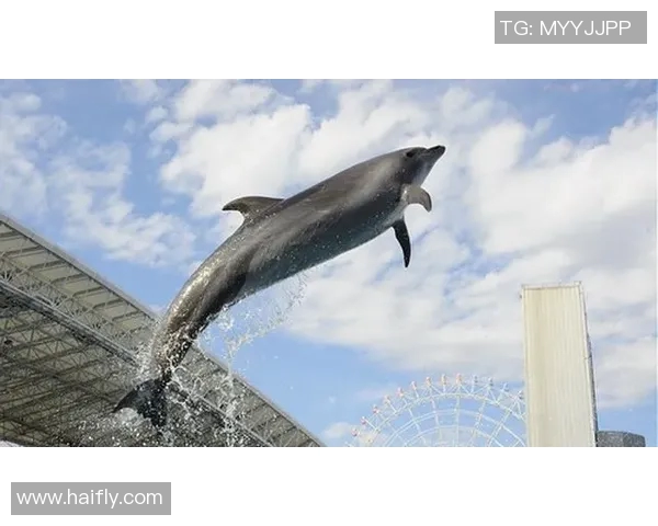神户胜利船对阵名古屋鲸八的精彩较量即将上演，谁能笑到最后